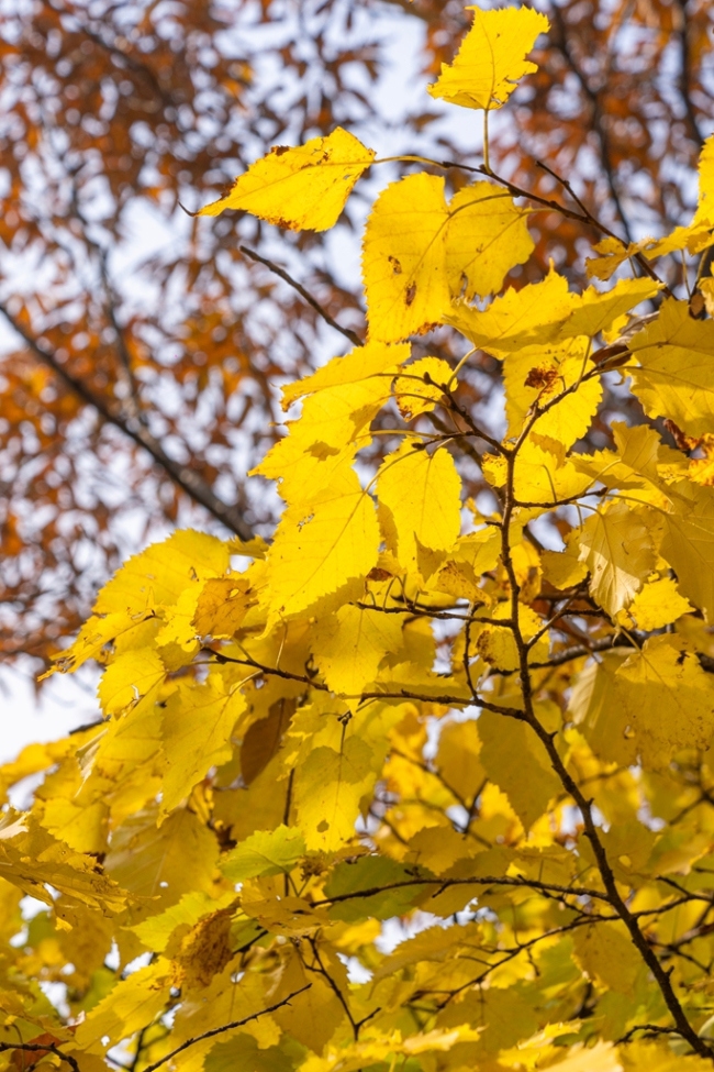 “瞰見秦嶺 詩畫終南”媒體景區(qū)行活動(dòng) 邂逅南五臺(tái)秋韻
